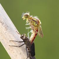 Large Red Damselfly Emerging 2 